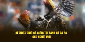Kinh nghiệm chơi đá gà 88
