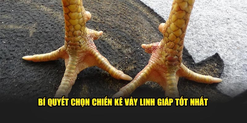Bí quyết chọn gà vảy giáp linh chất lượng