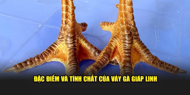 Đặc điểm nhận biết vảy gà giáp linh