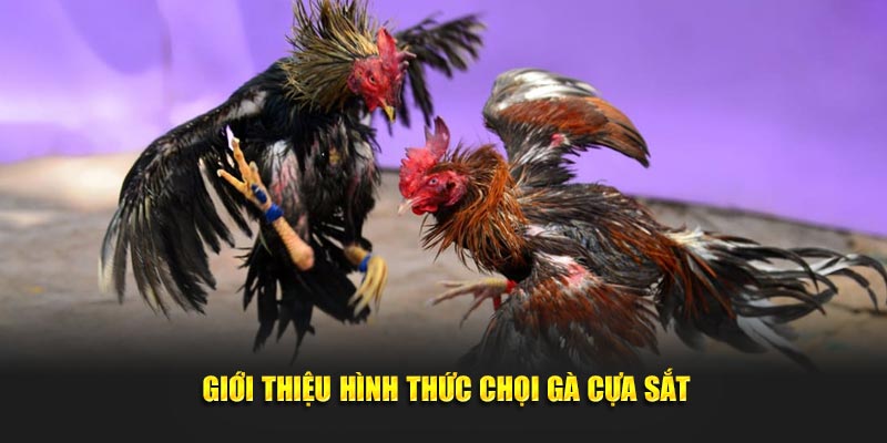 Giới thiệu hình thức đá gà cựa sắt