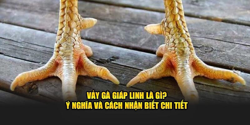 Vảy gà giáp linh C168